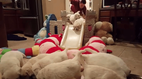 Golden%20Retriever2 Golden%20Retriever2