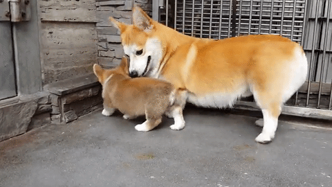 Welsh%20Corgi