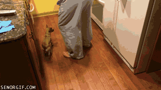 eatdog eatdog