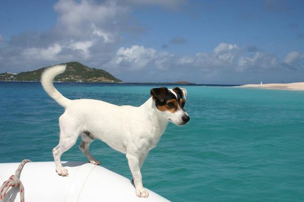skipper