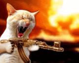 53646526_CatGun.gif