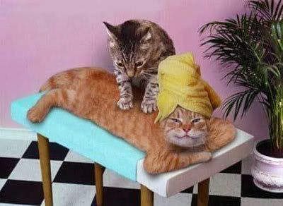 massage-cat.jpg cat massage image by dtroublemaker01