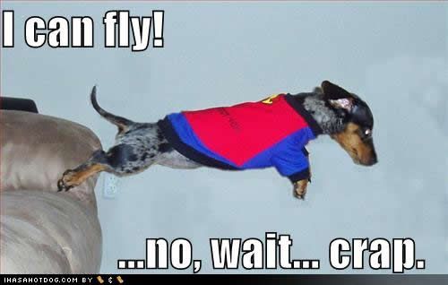 funny-dog-pictures-fly-crap.jpg superhero image by dtroublemaker01