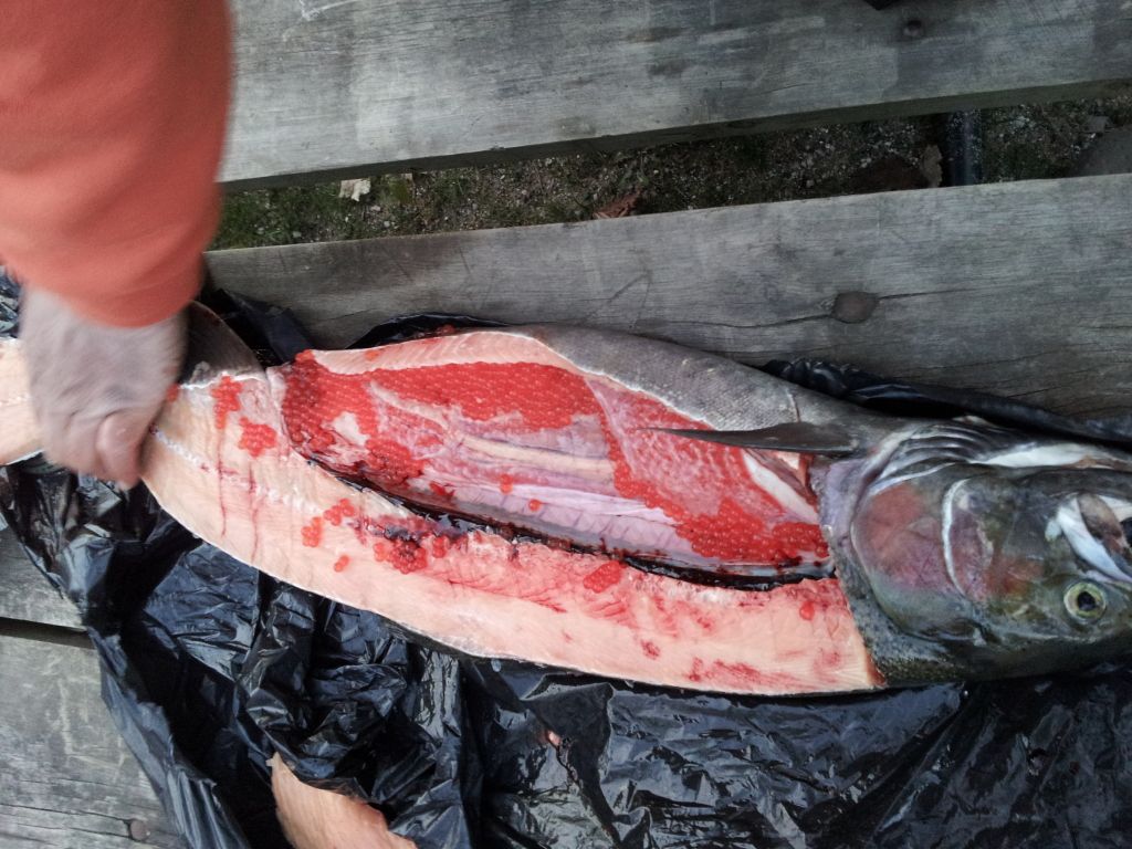 Lake Michigan Steelhead