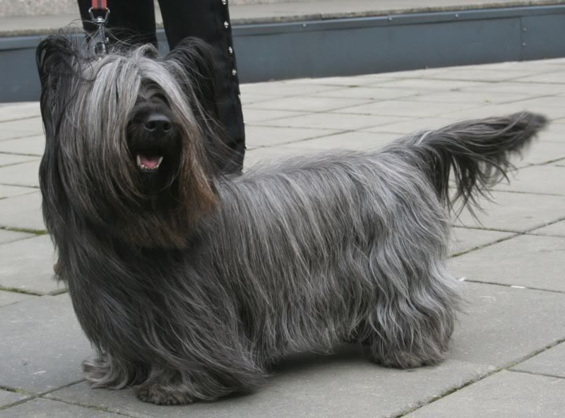 800px-skye_terrier_800.jpg