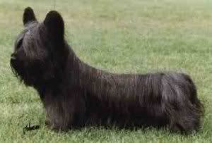 TerSkyeTerrier.jpg