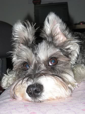 miniature_schnauzer3.jpg