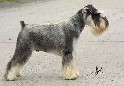 miniature_schnauzer5.jpg