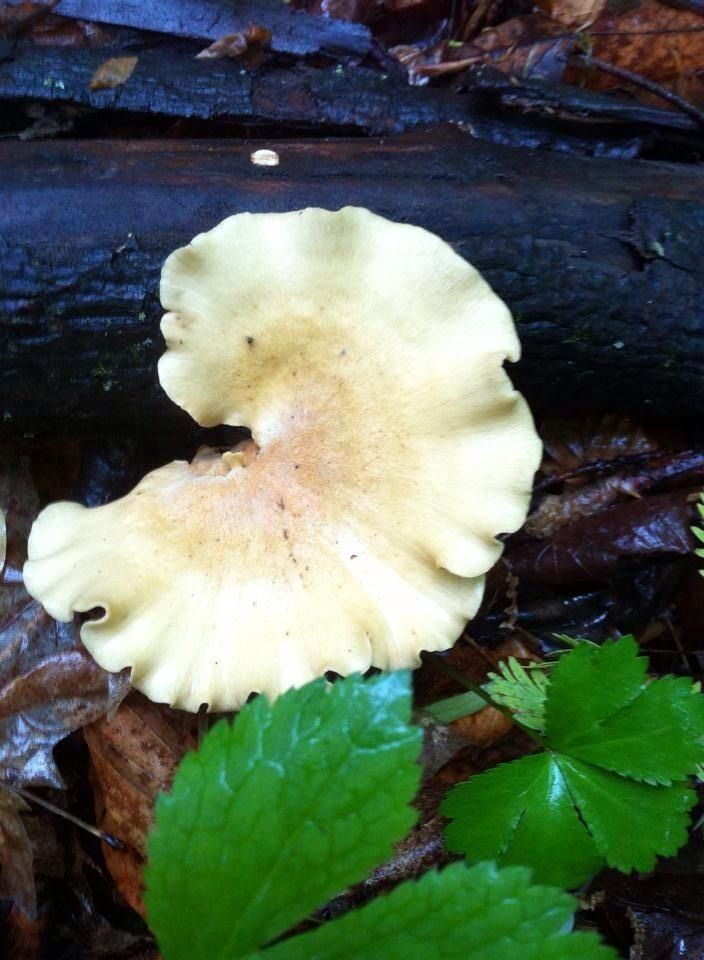 Gaylord Report Morel Mushrooms and Mushroom Hunting