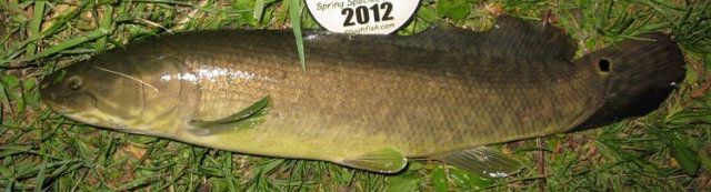 bowfin 720