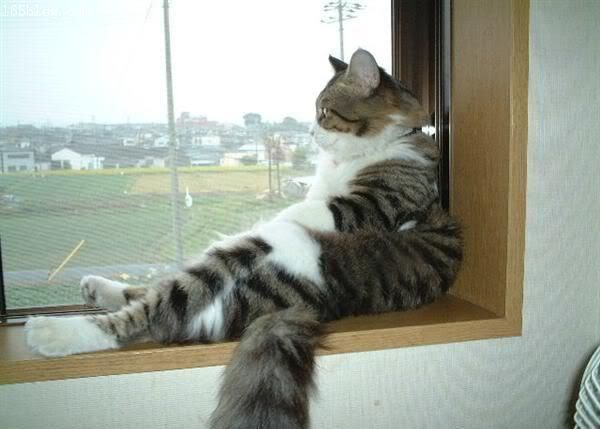 Cat Watch Windows