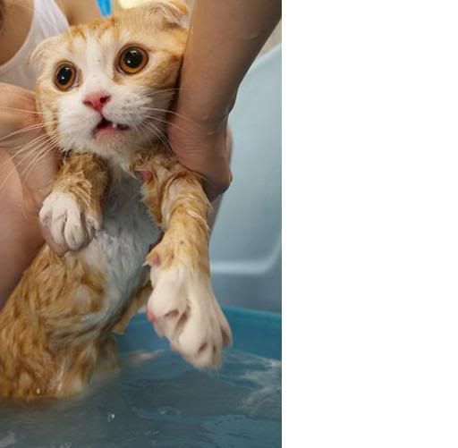 Cat Taking Bath