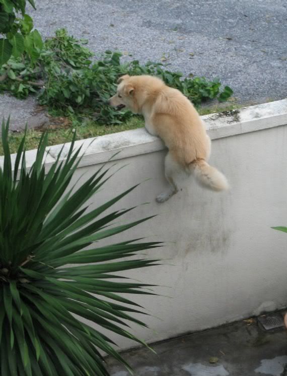 Dog Climbing