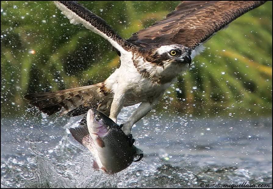 Eagle Catch Fish