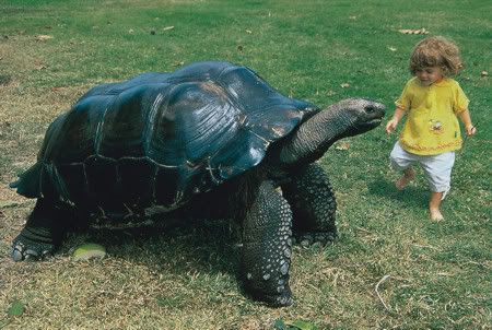 giant tortoise and child