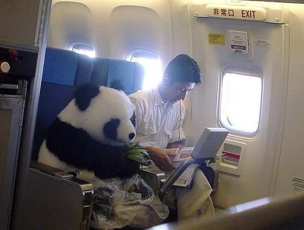 Panda Airplane Food