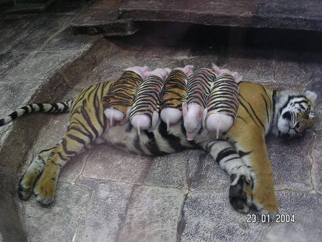 Mother Tiger, little Pig