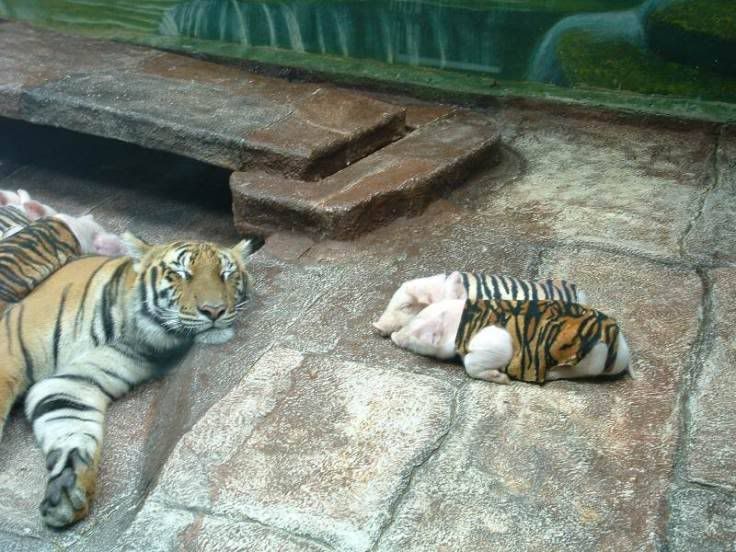 Tiger and little Pig