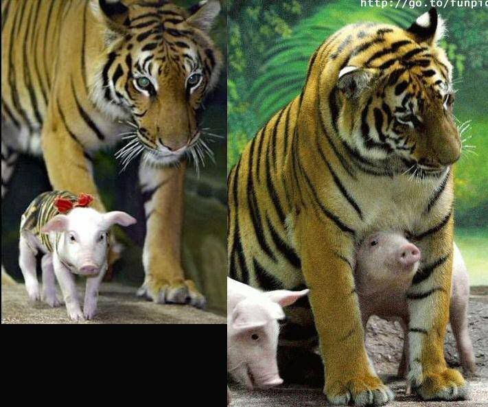 Tiger and little Pig