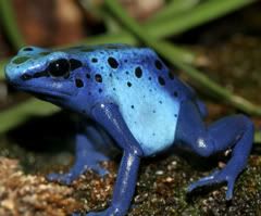 blue_frog ilovanimal