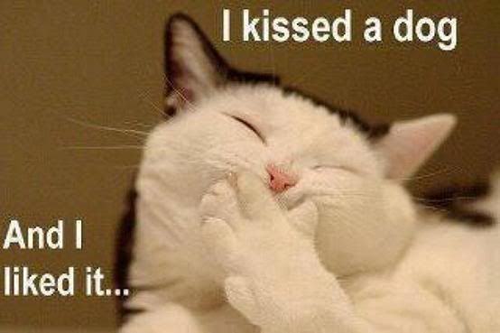 Cat kiss Dog, http://ilovanimal.blogspot.com/