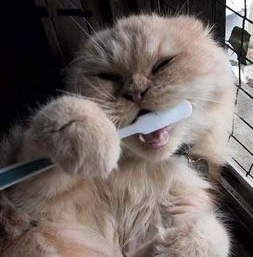 Cat Brush Teeth