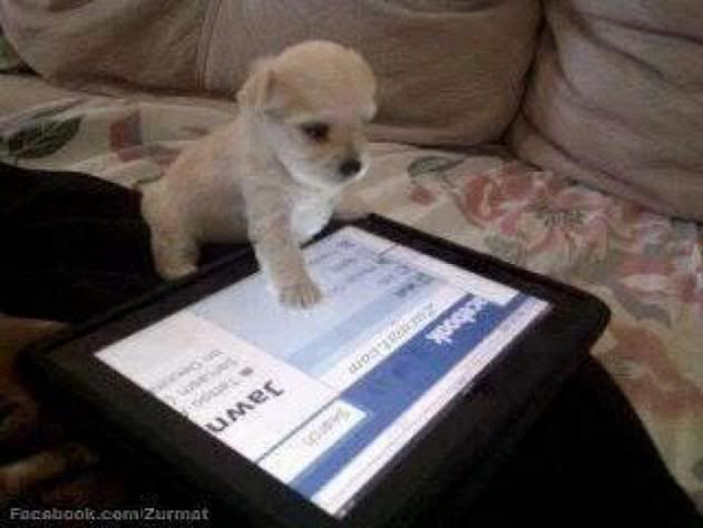 Cute Puppy and Facebook, http://ilovanimal.blogspot.com/
