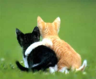 Cute Cat Together