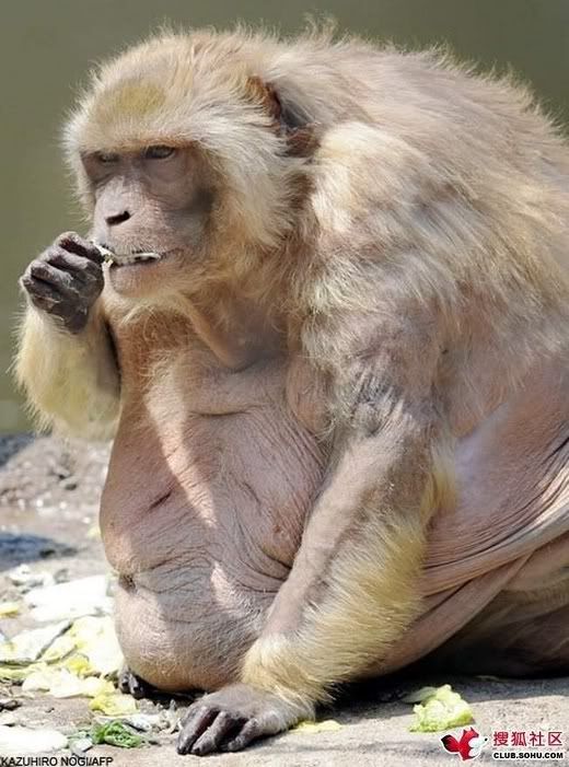 fat monkey eating