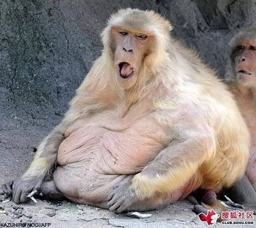 fat monkey yawning
