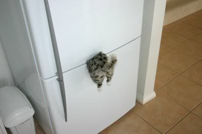 fridge Magnet Cat