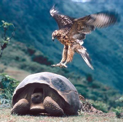 giant tortoise and hawk