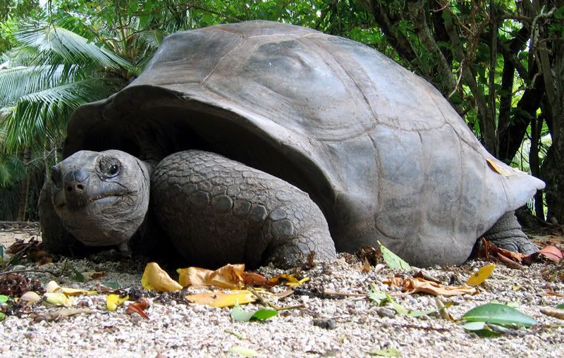 giant tortoise