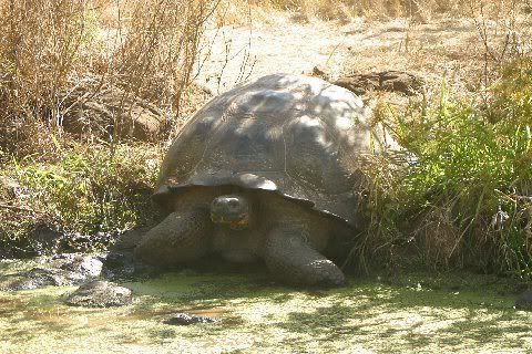 huge tortoise