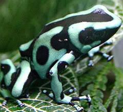 green and black poison dart frog ilovanimal