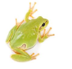 green yellow frog ilovanimal