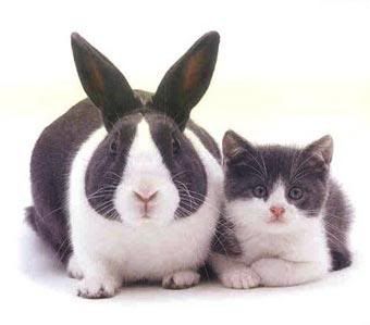 Rabbit and Cat, http://ilovanimal.blogspot.com/