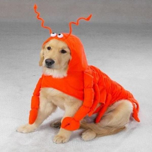 lobster dog, http://ilovanimal.blogspot.com/