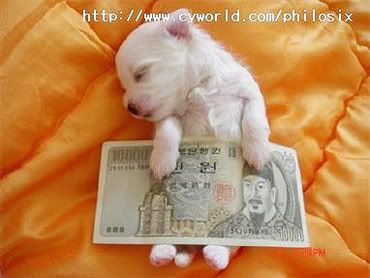 Money Loving Dog