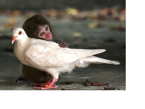 Best Friends Monkey Pigeon