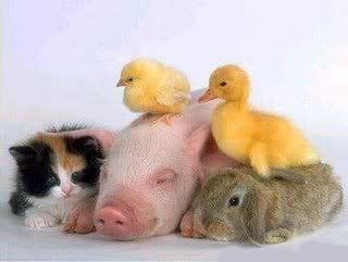 pig duck cat bunny together