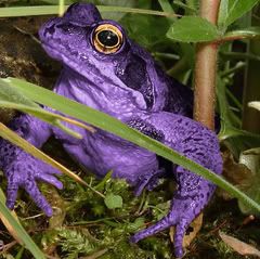 purple frog ilovanimal