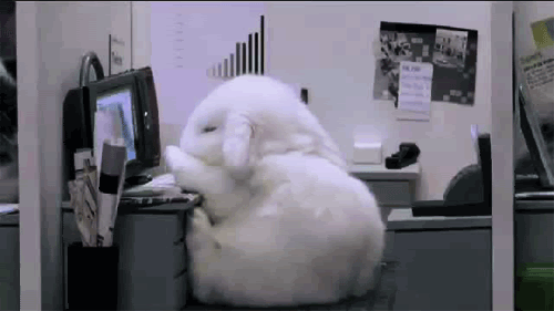 Sleepy rabbit, work desk, white rabbit