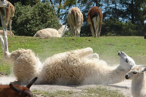 sleepy llama