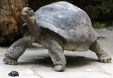 little and big tortoise