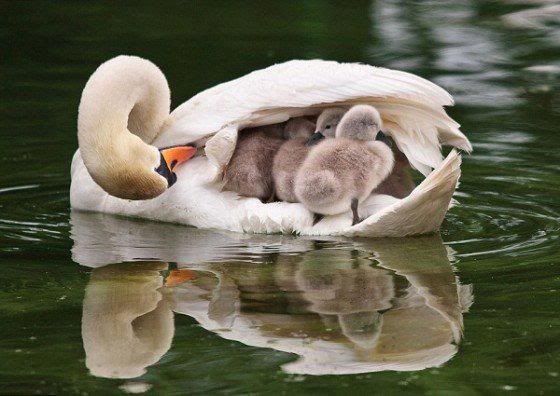 Swan and Baby swan Pictures, Images and Photos