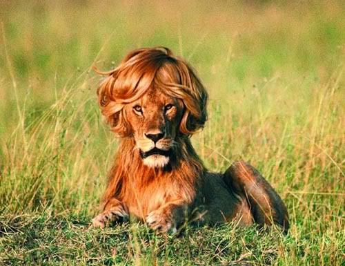 lion new hair style
