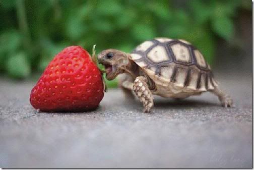 Tortoise and Strawberry, http://ilovanimal.blogspot.com