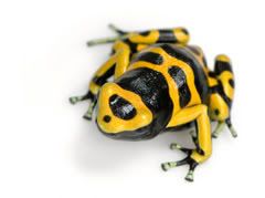 yellow poison arrow frog ilovanimal