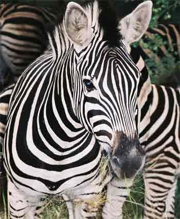 zebra stripe